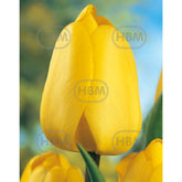 Hectarul - Bulbi de lalea Golden Parade, 5 bulbi